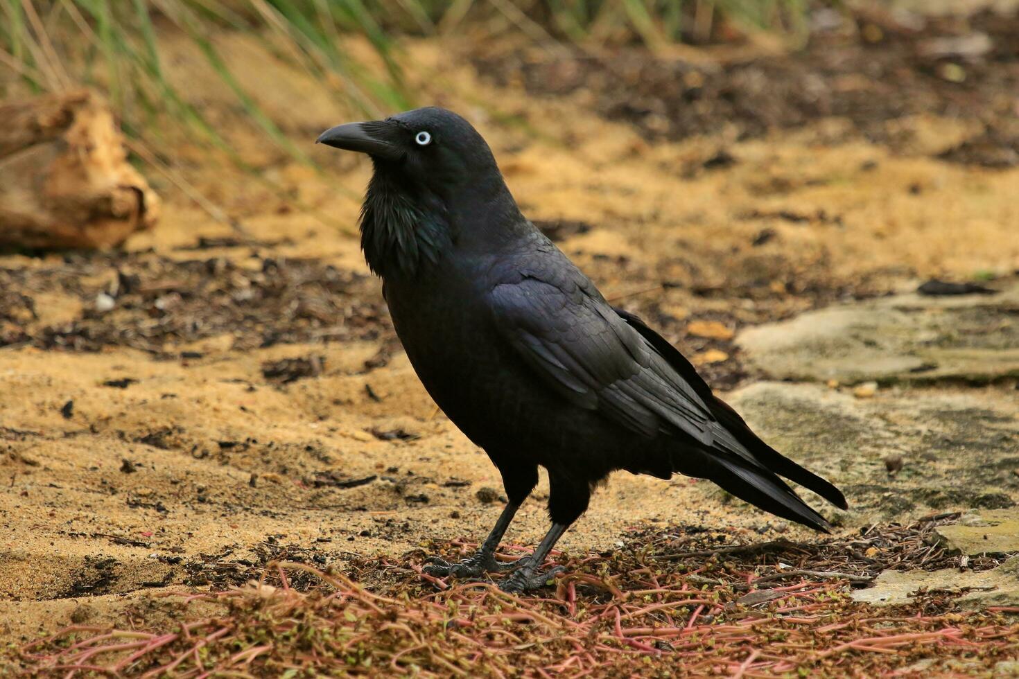 Australian Raven in Australia photo