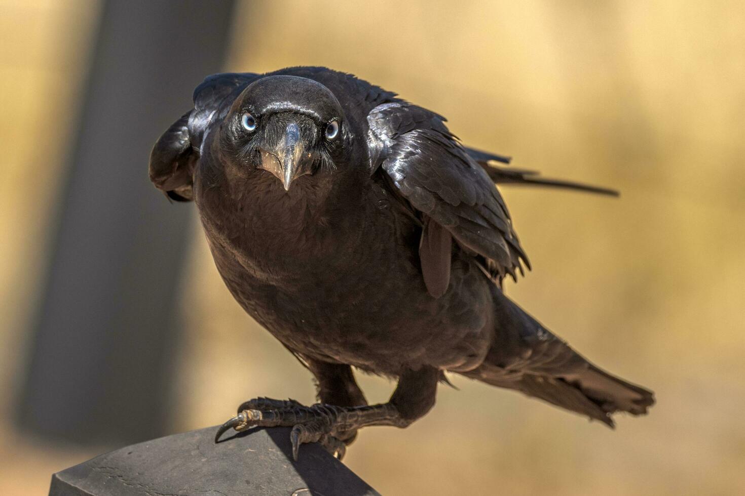 Australian Raven in Australia photo