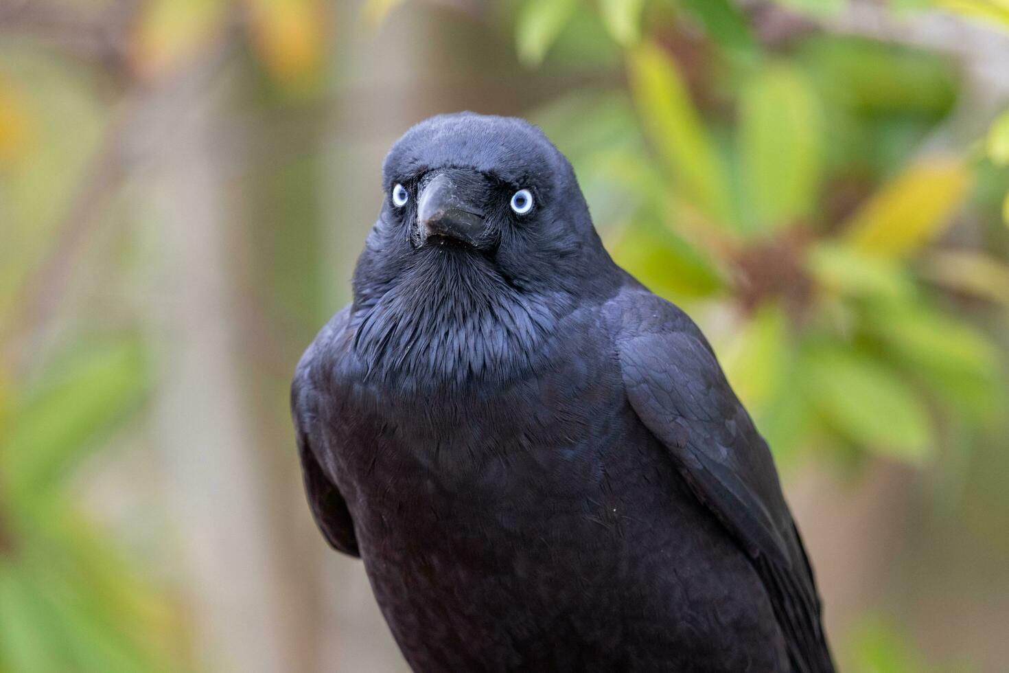 Australian Raven in Australia photo