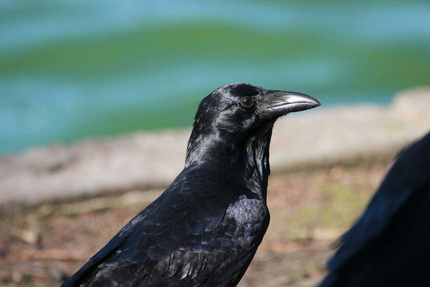 Australian Raven in Australia photo