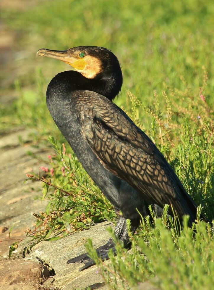 Black Shag Cormorant in New Zealand photo