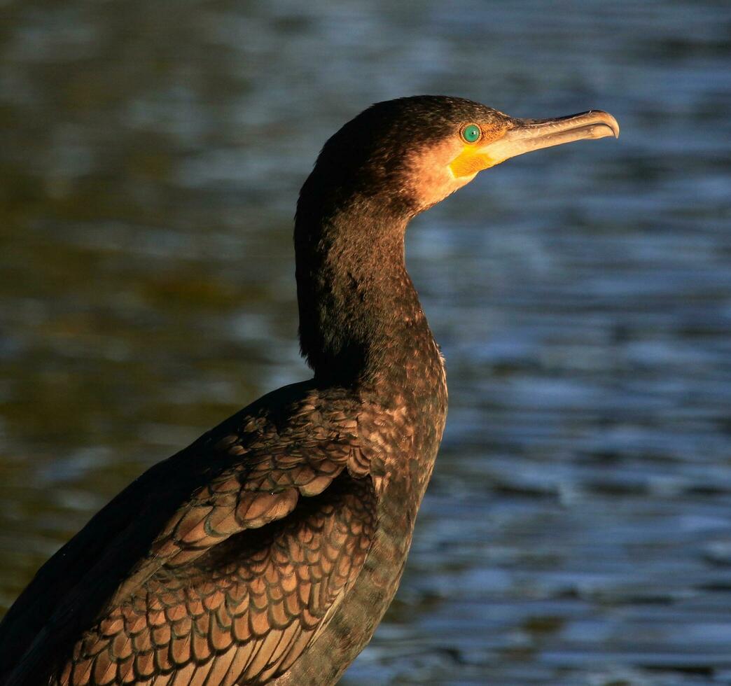 Black Shag Cormorant in New Zealand photo