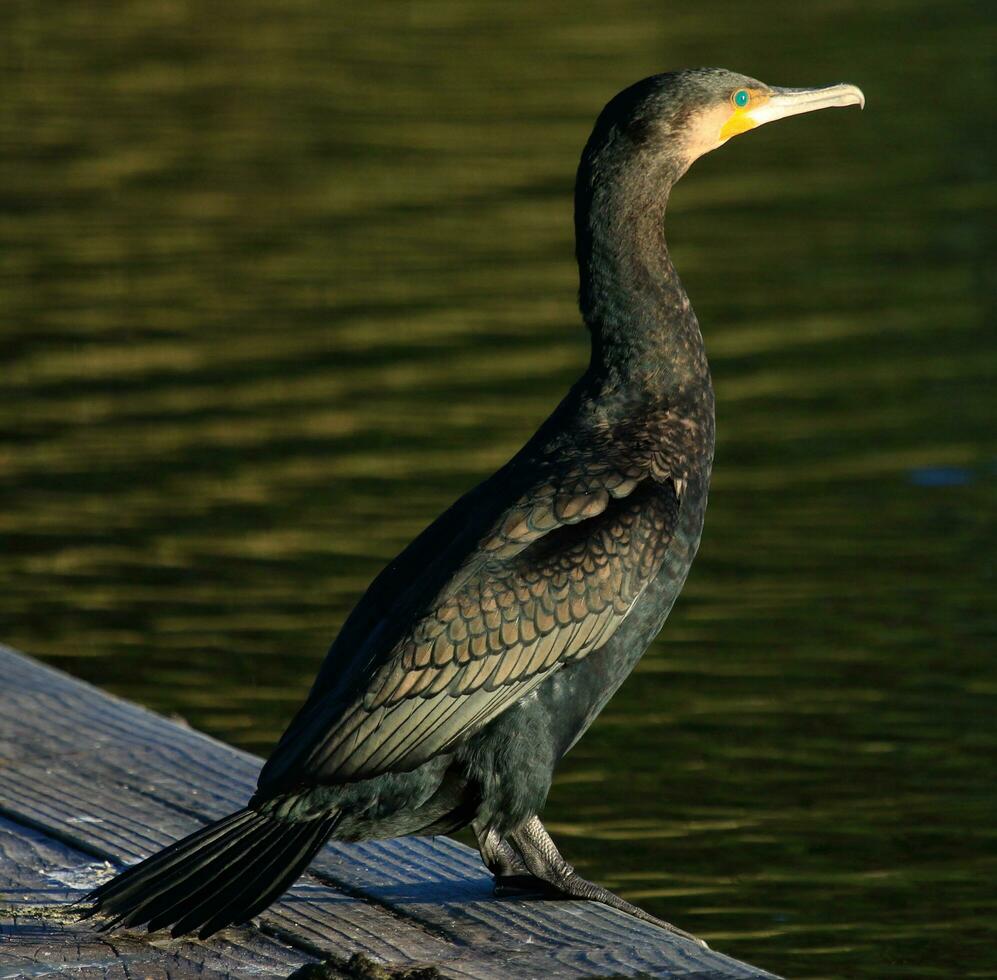 Black Shag Cormorant in New Zealand photo