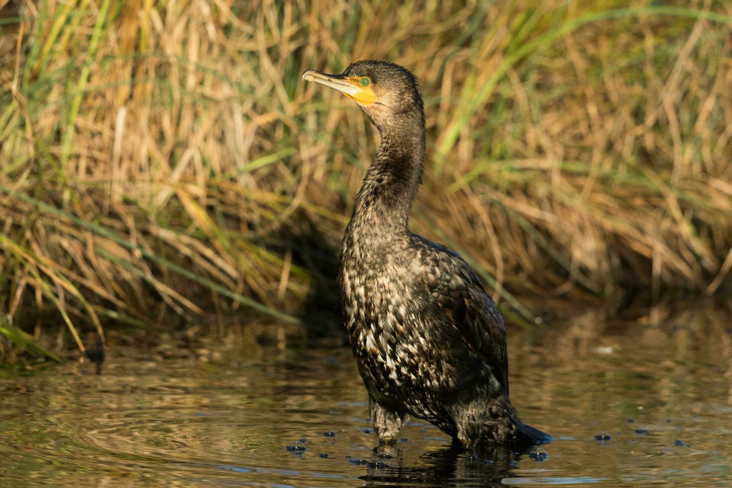 Black Shag Cormorant in New Zealand photo