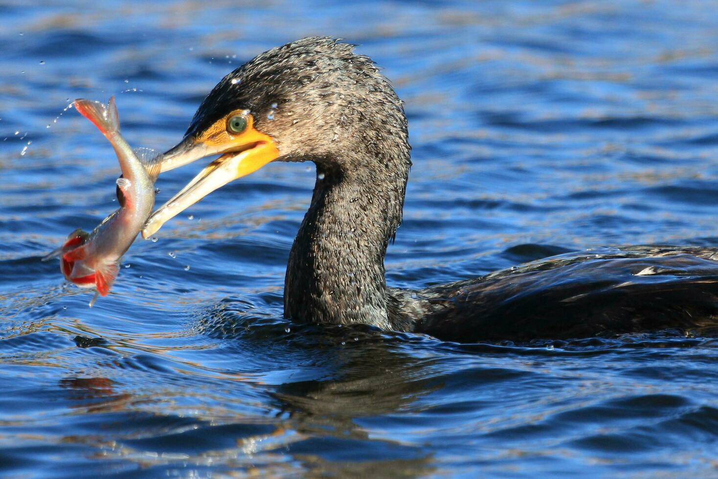 negro pelusa cormorán en nuevo Zelanda foto