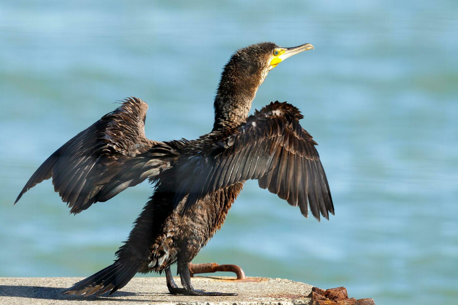 Black Shag Cormorant in New Zealand photo