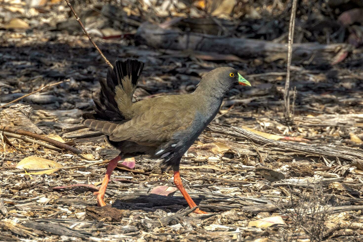 Black-tailed Native Hen photo