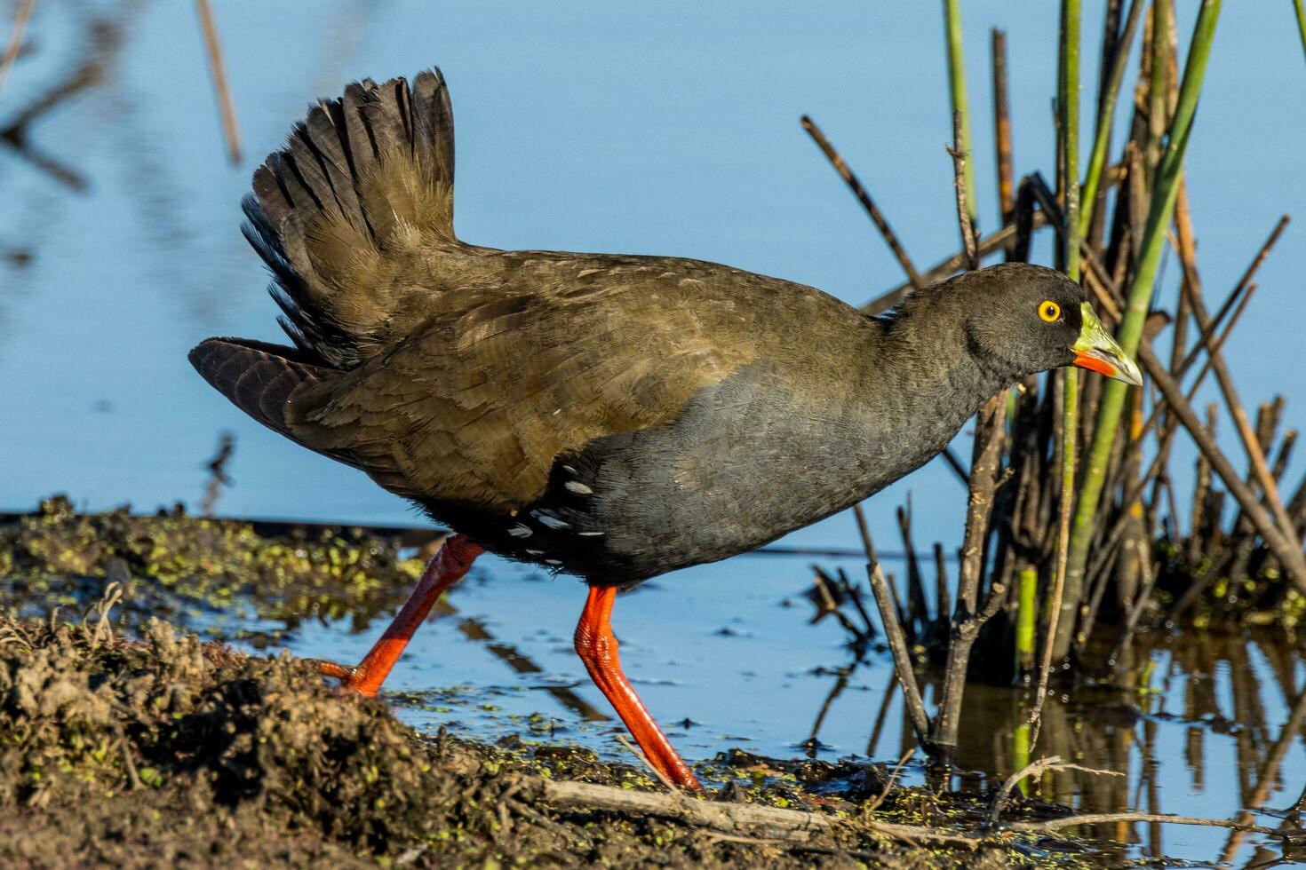 Black-tailed Native Hen photo