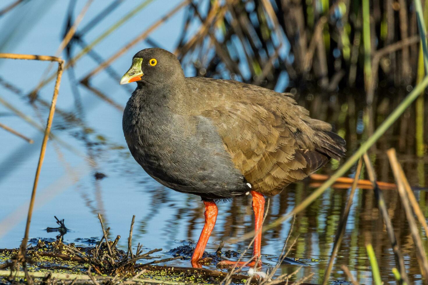 Black-tailed Native Hen photo