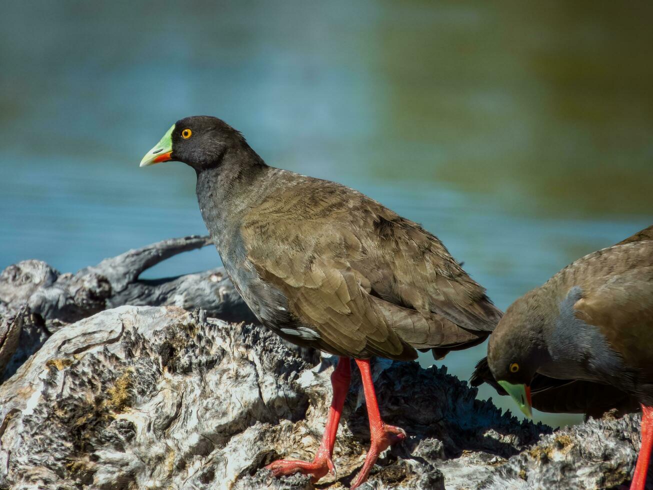 Black-tailed Native Hen photo