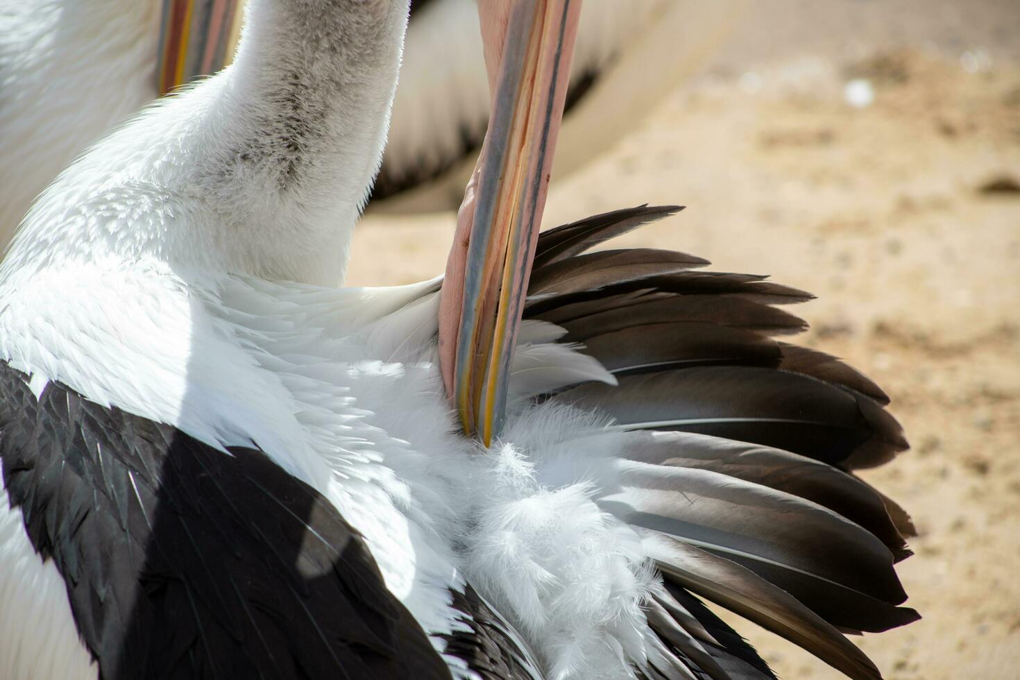 Australian White Pelican photo
