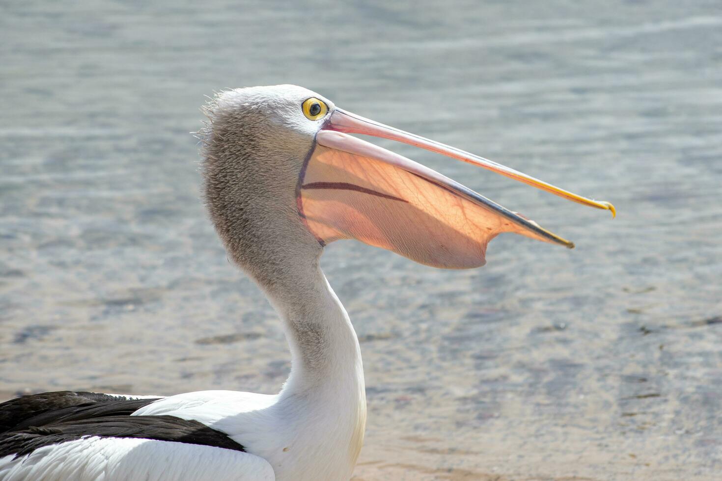 Australian White Pelican photo