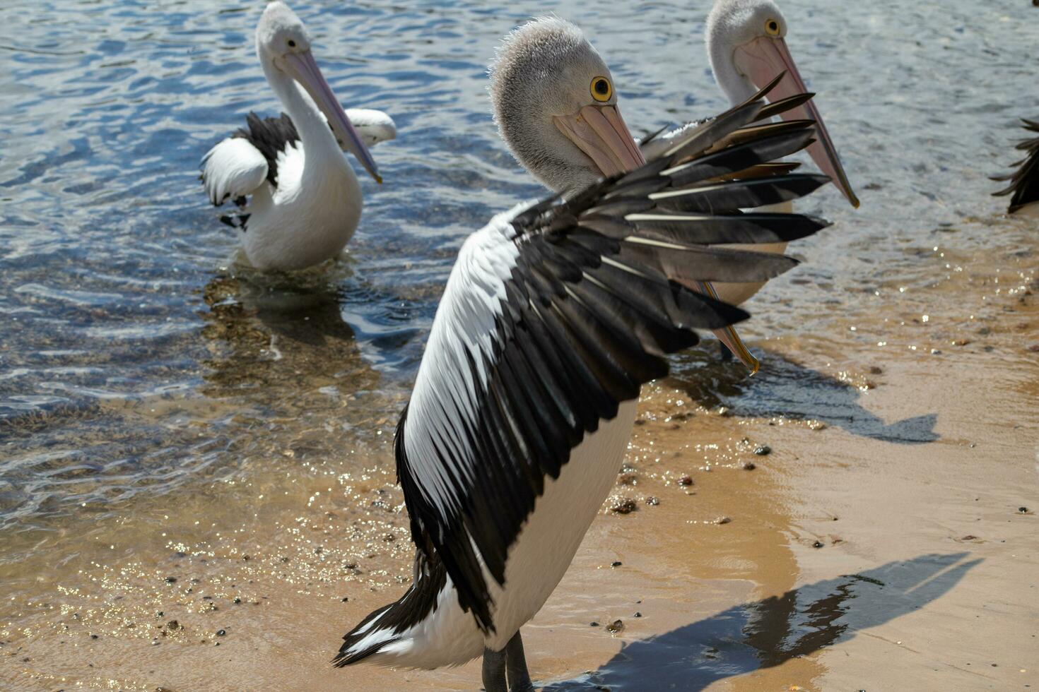 Australian White Pelican photo