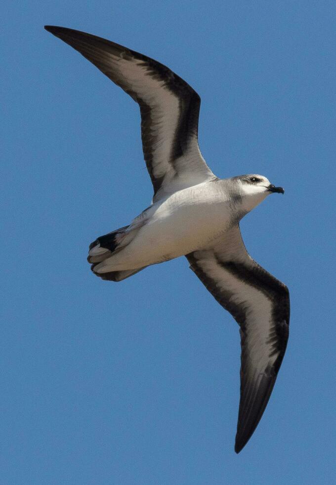 Black-winged Petrel in Australia photo