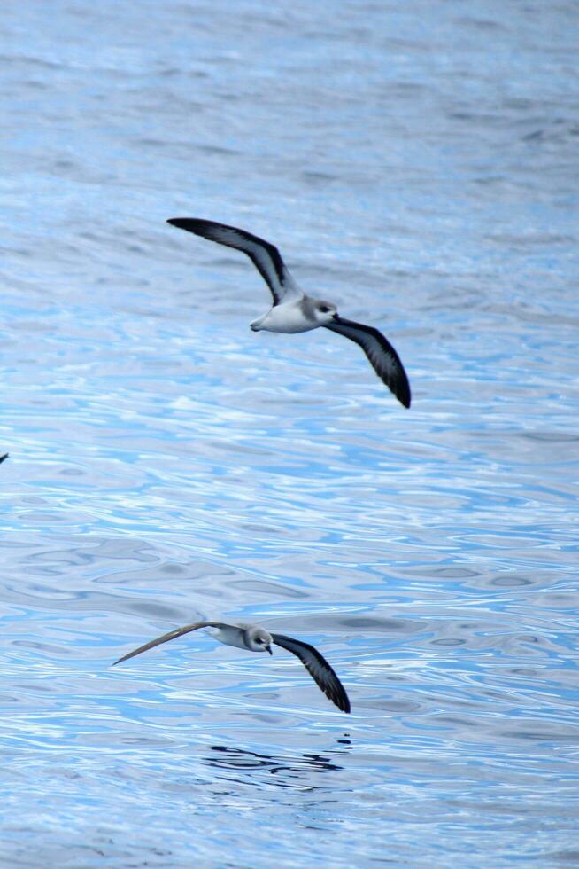 Black-winged Petrel in Australia photo