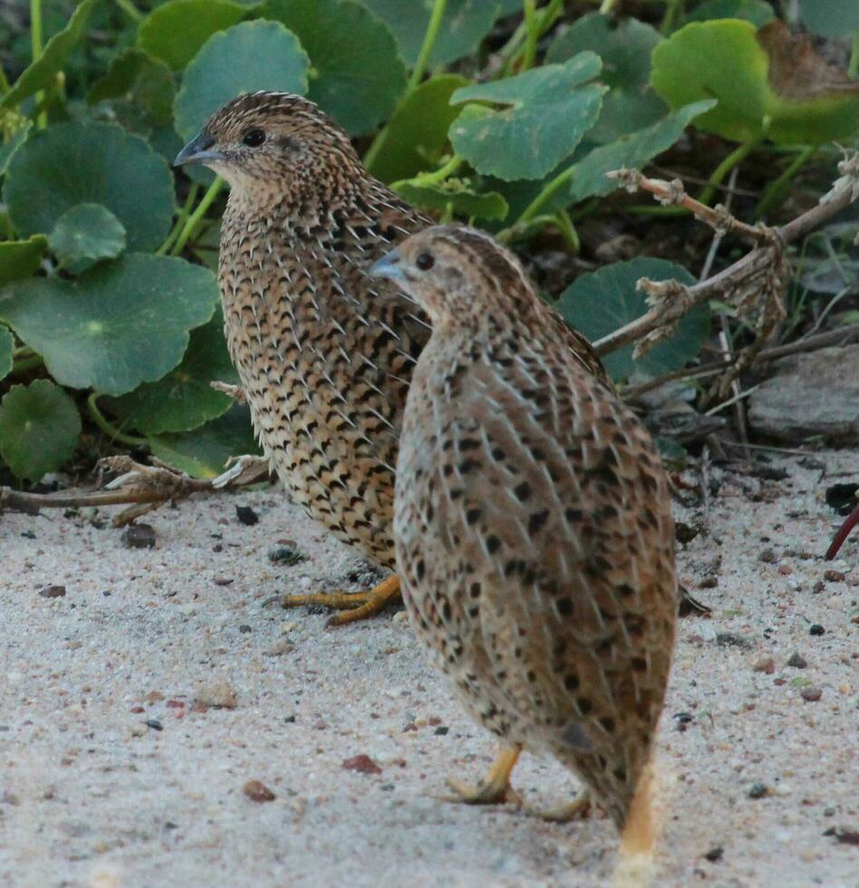 Brown Quail in Australia photo