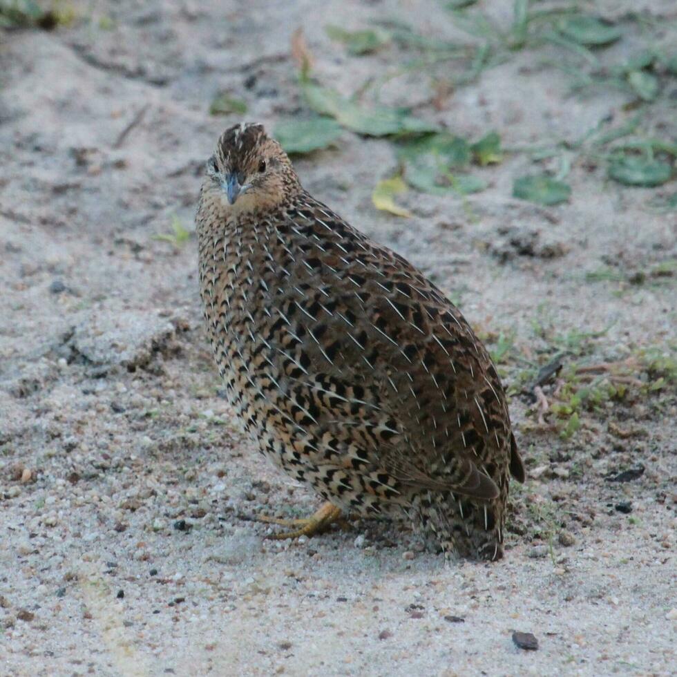 Brown Quail in Australia photo