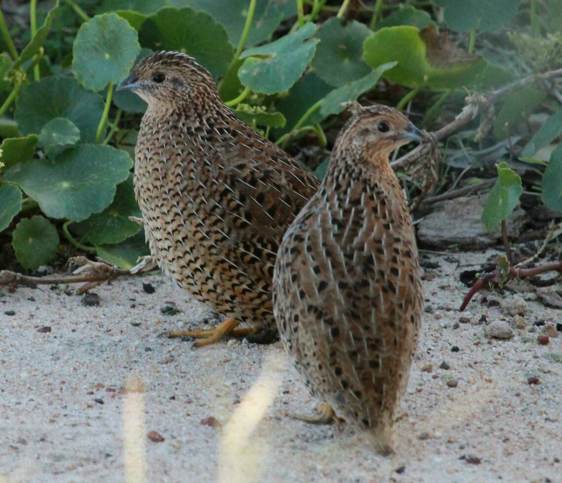 Brown Quail in Australia photo