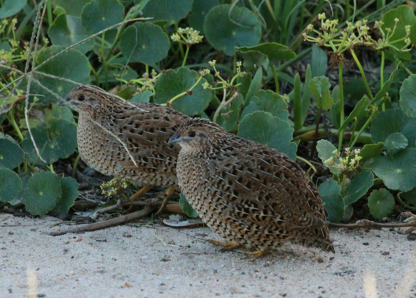 Brown Quail in Australia photo