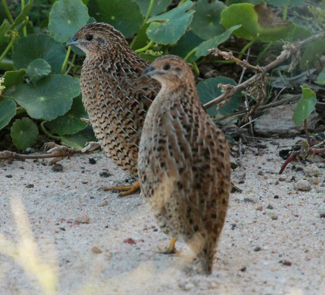 Brown Quail in Australia photo