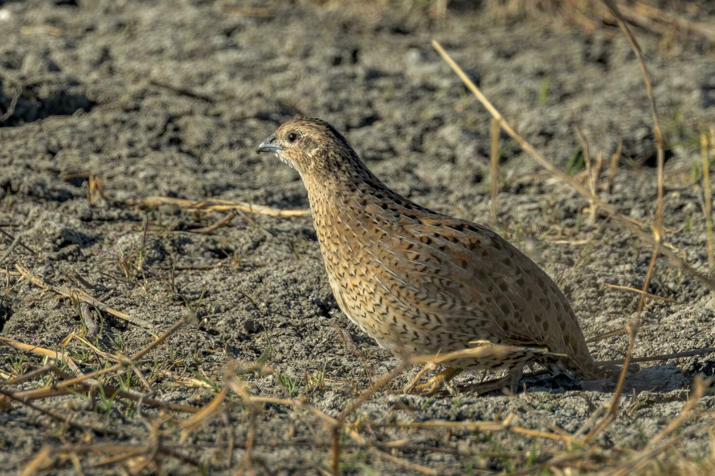 Brown Quail in Australia photo