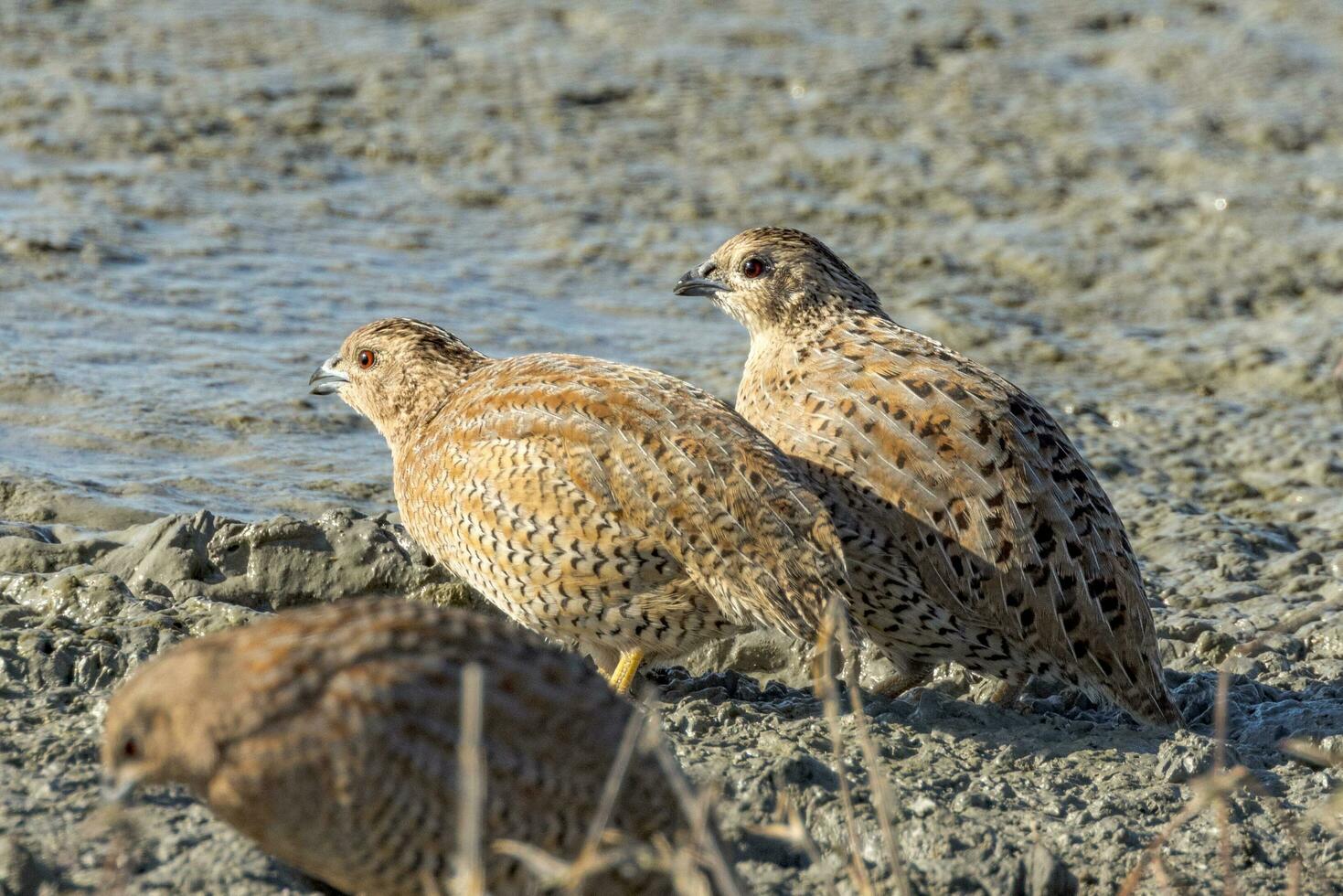 Brown Quail in Australia photo