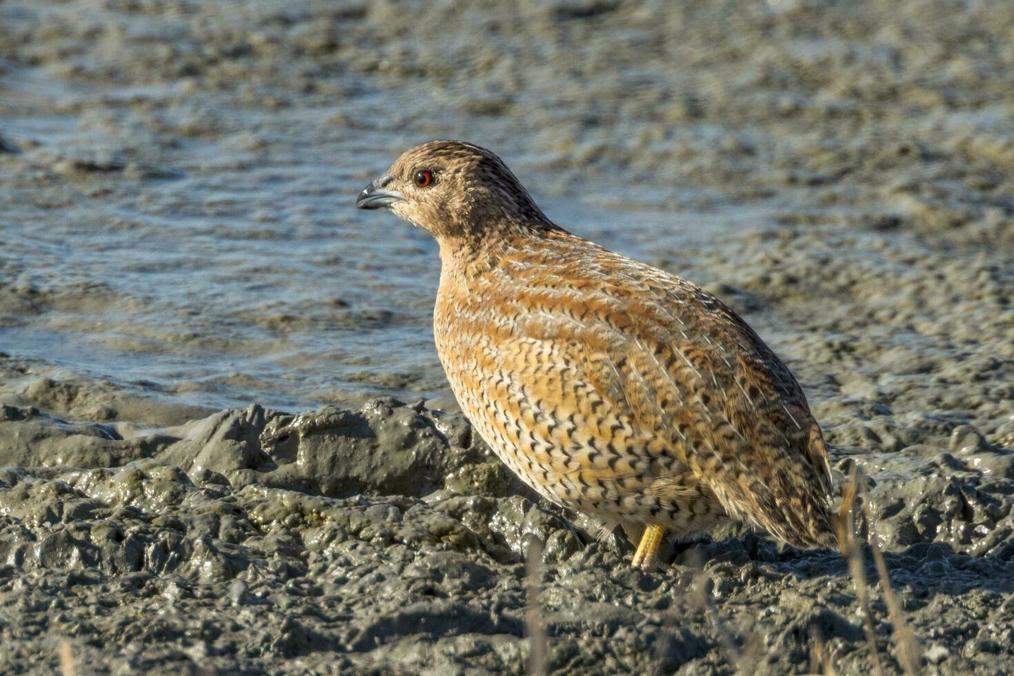 Brown Quail in Australia photo