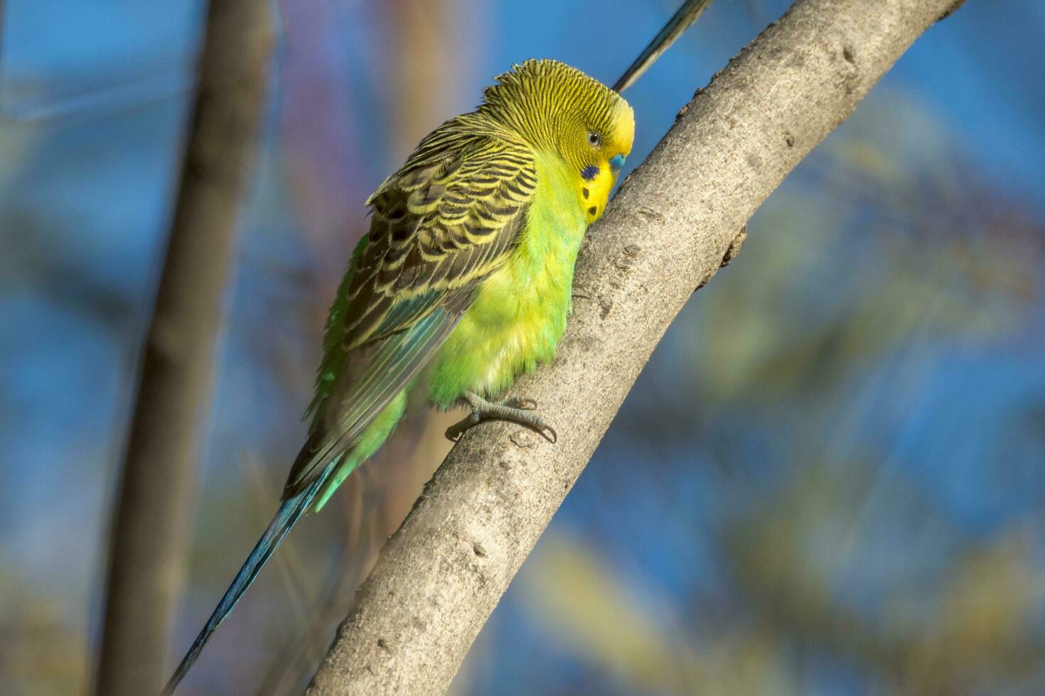 Budgerigar Parrot in Australia photo