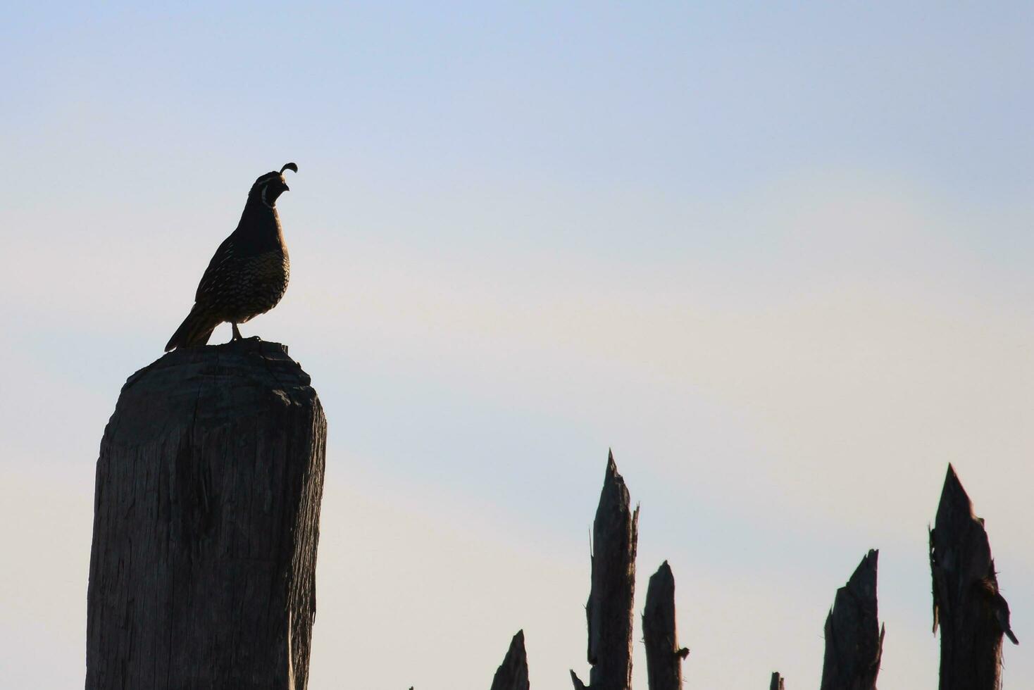 California Quail in Australasia photo