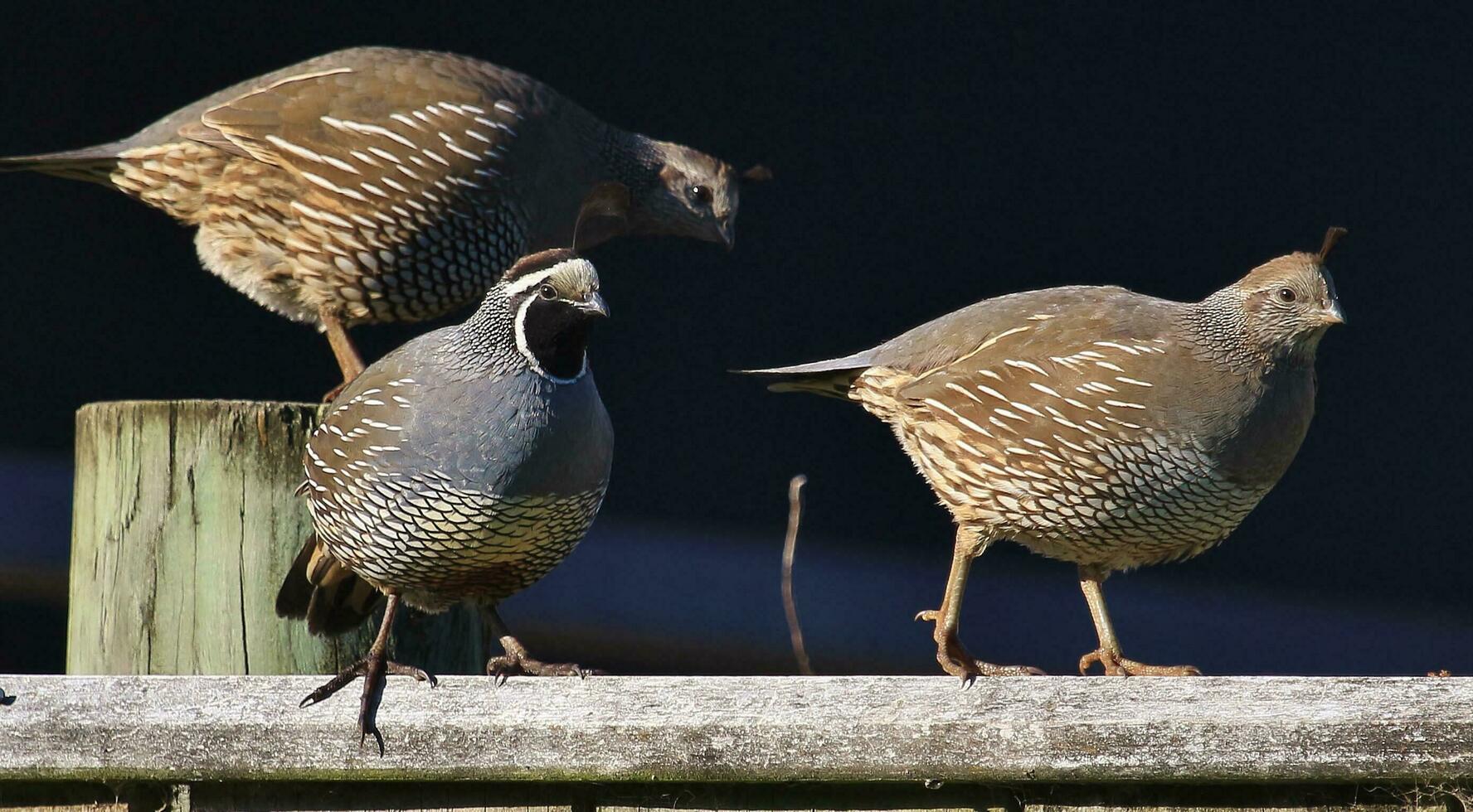 California Quail in Australasia photo