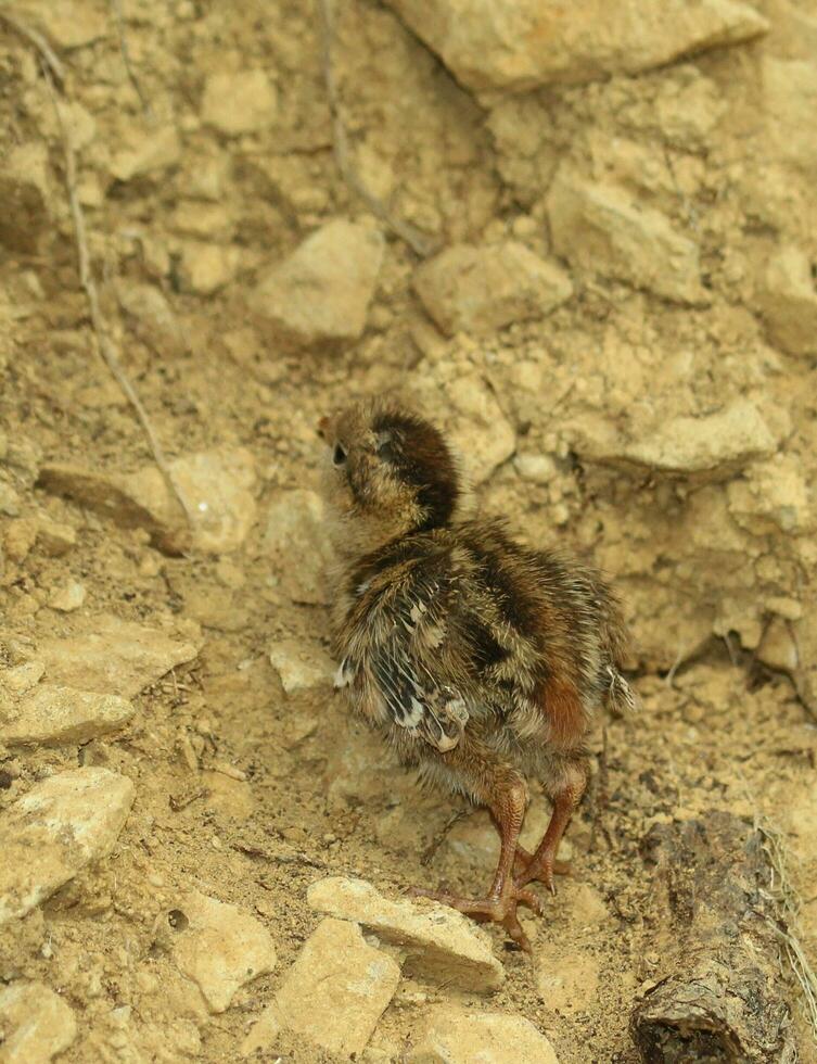 California Quail in Australasia photo