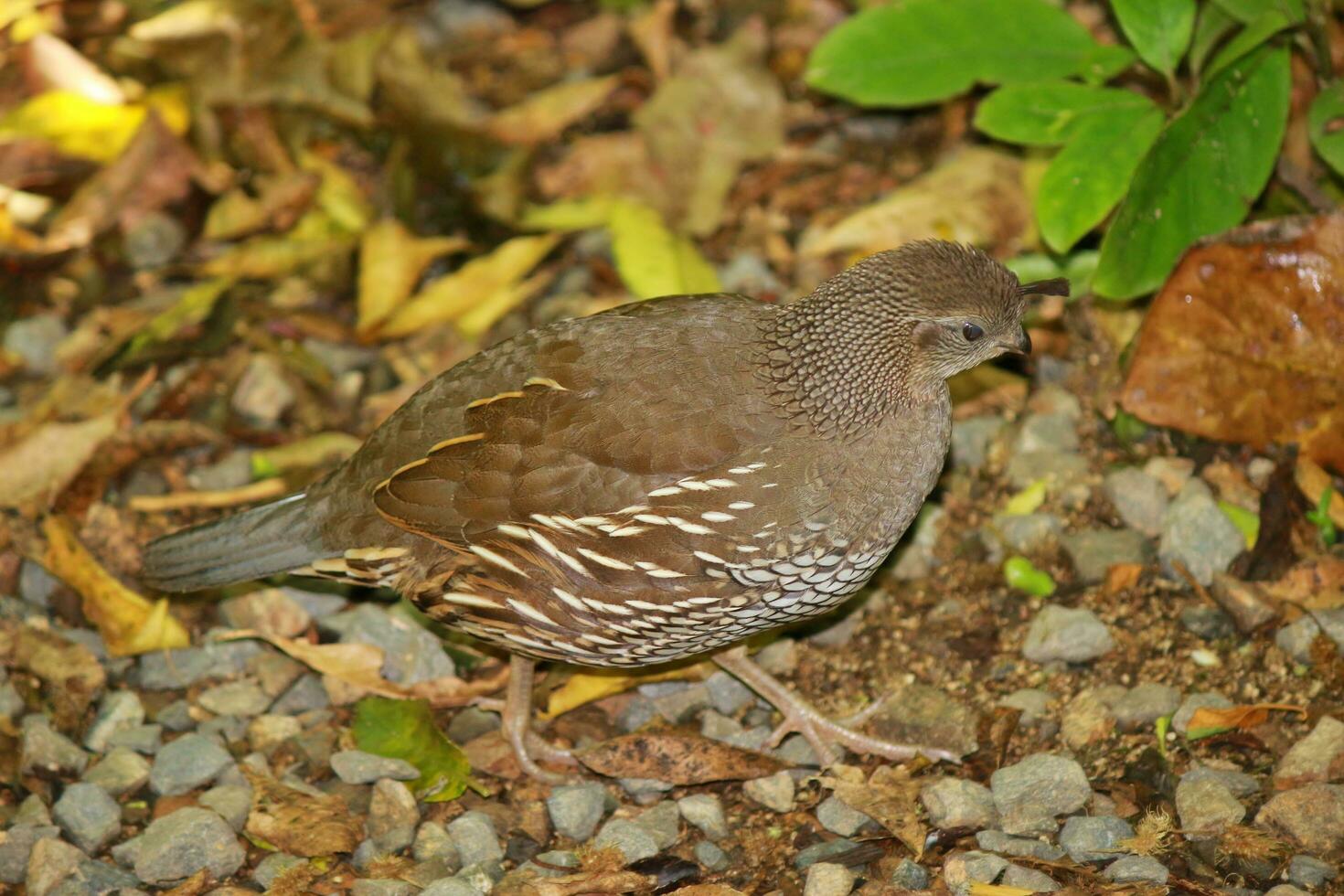 California Quail in Australasia photo