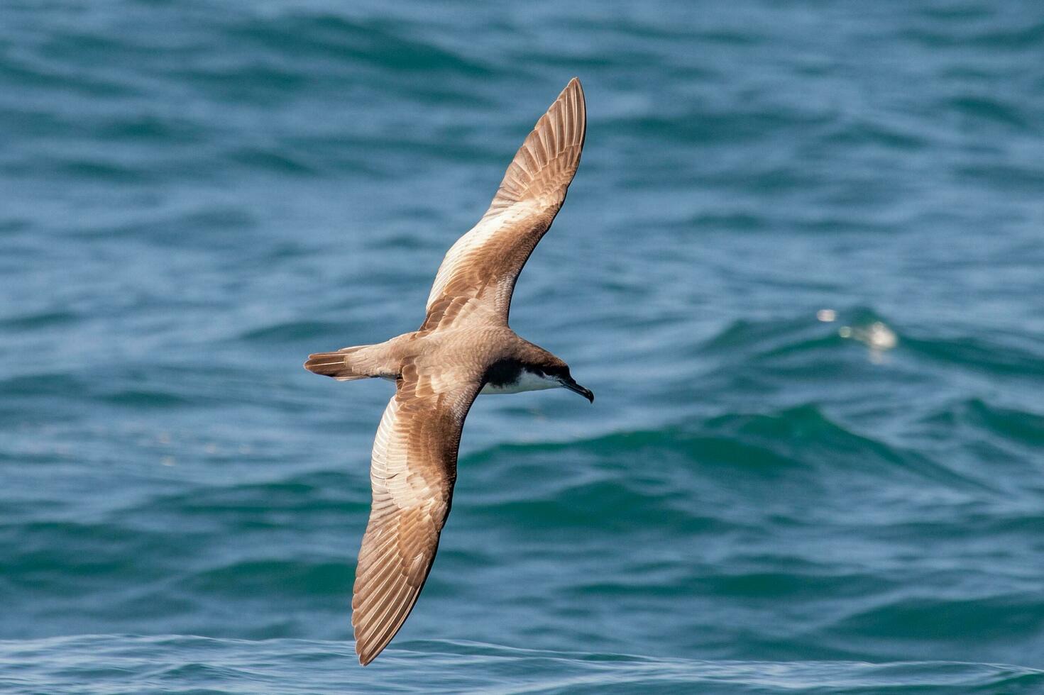 Buller's Shearwater in Australasia photo