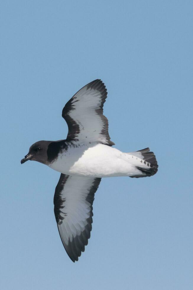 Cape Petrel in Australasia photo