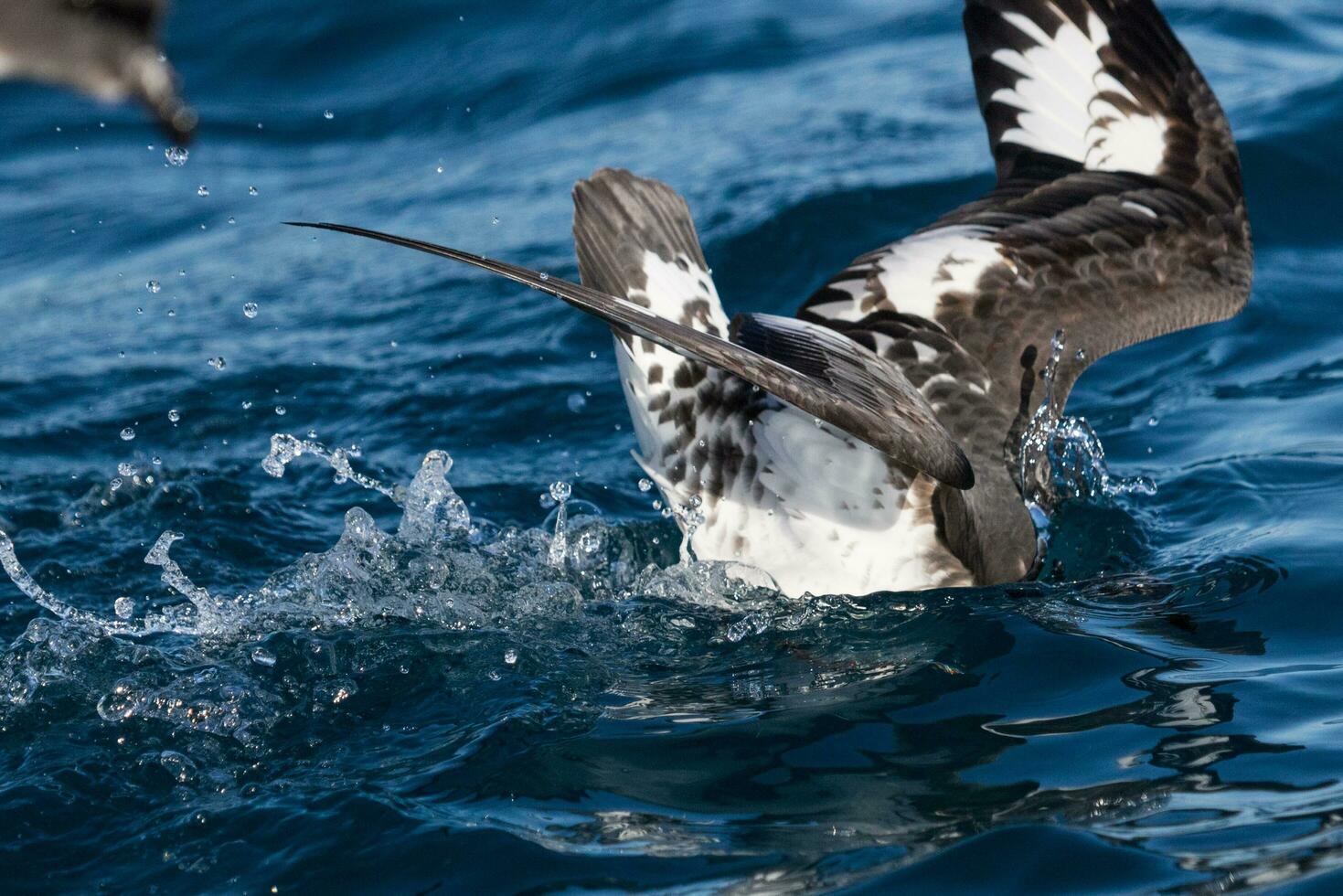 Cape Petrel in Australasia photo