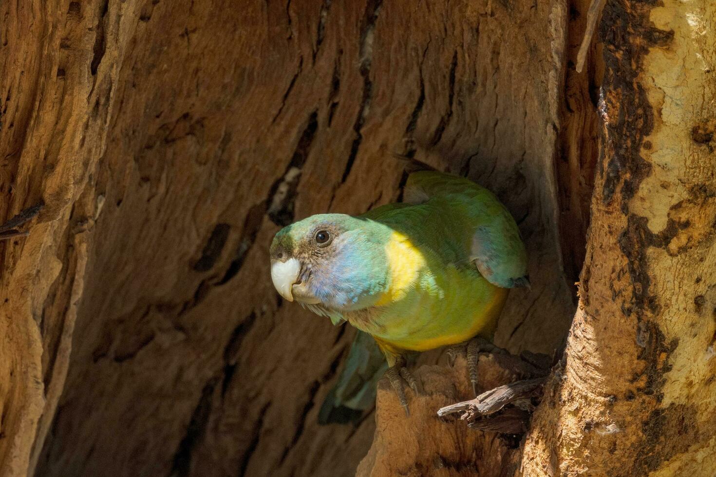 Cloncurry Ringneck Parrot photo