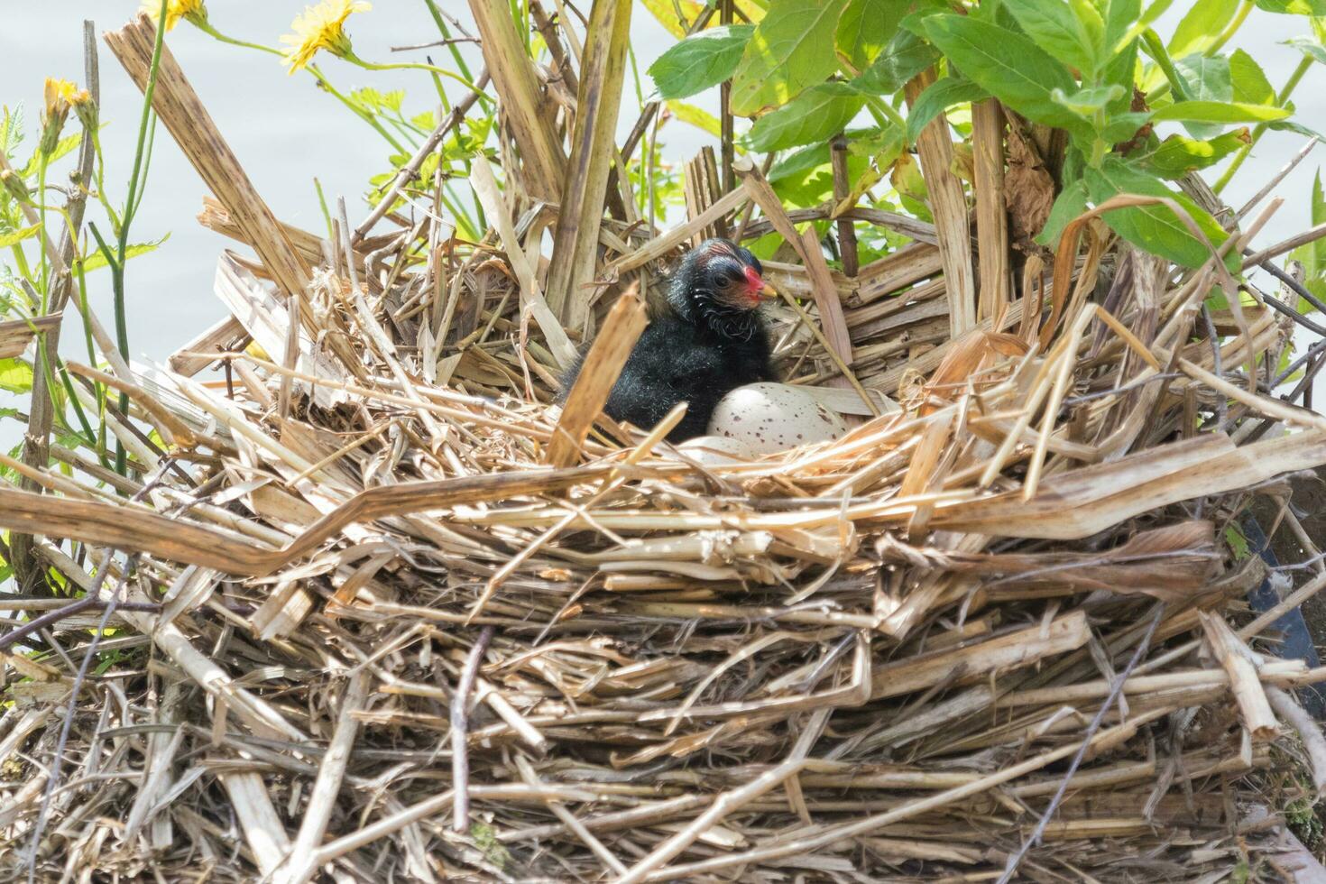 Common Moorhen in England photo