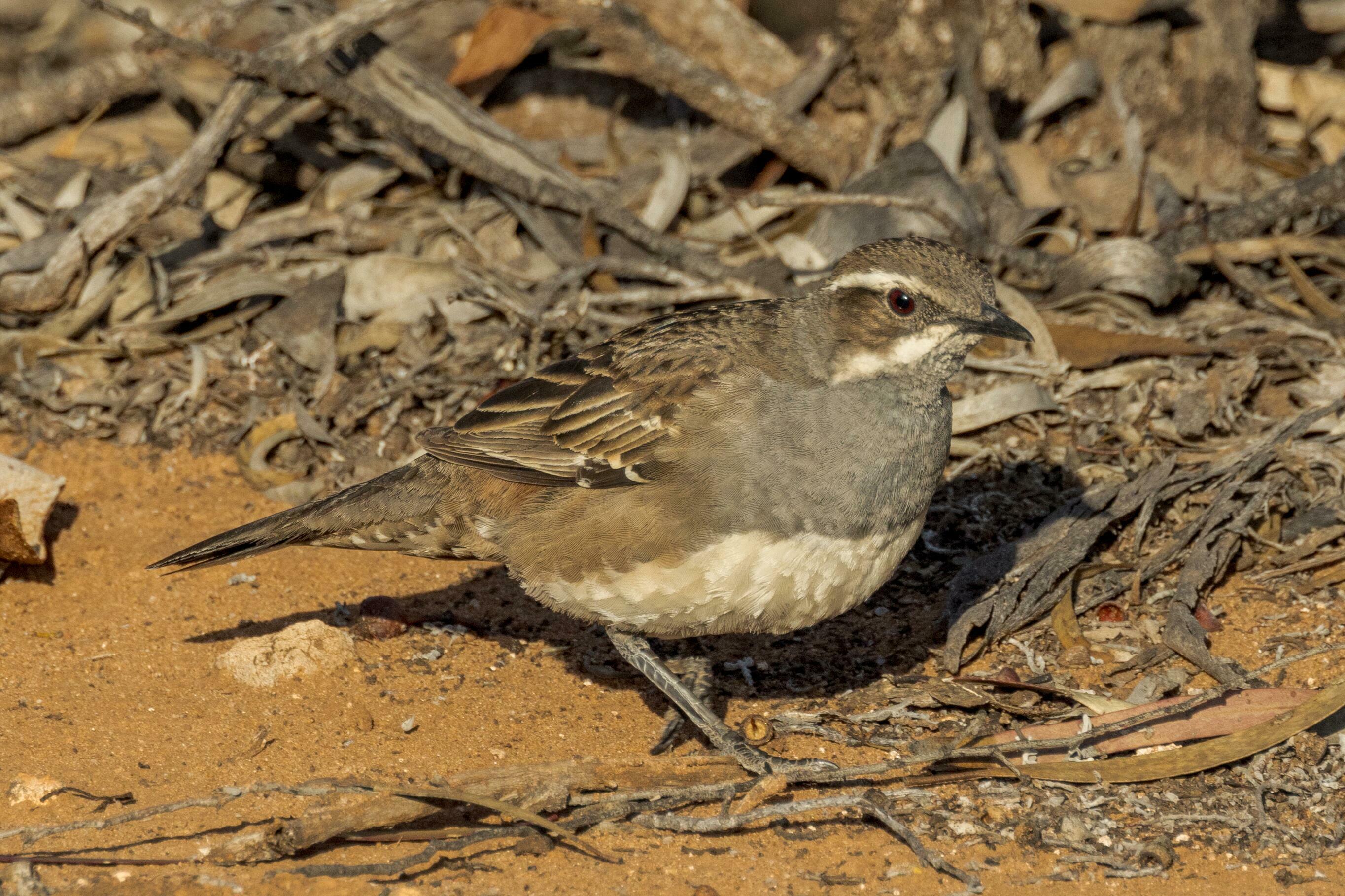 Copperbacked Quail Thrush 25925322 Stock Photo at Vecteezy