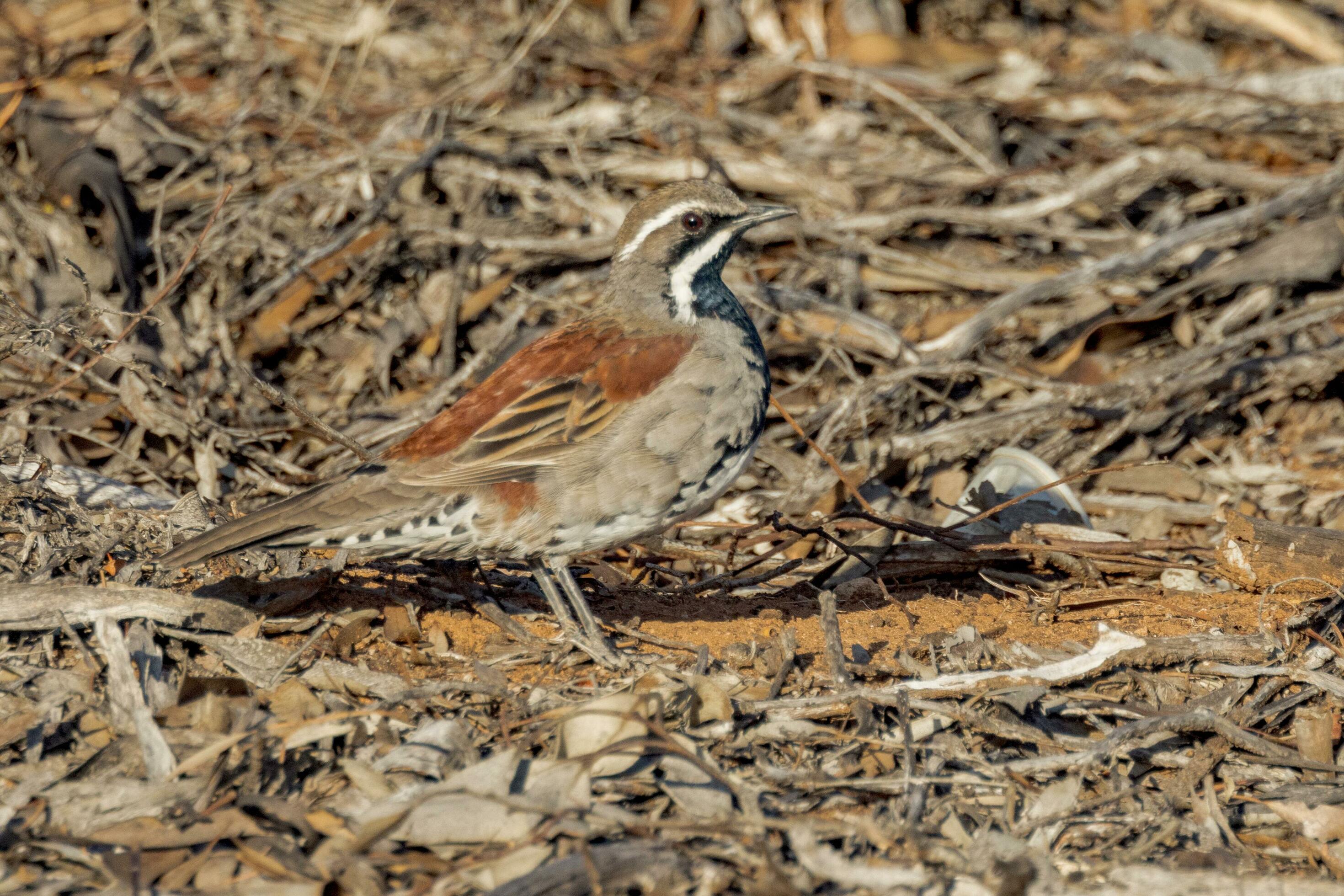 Copperbacked Quail Thrush 25925330 Stock Photo at Vecteezy