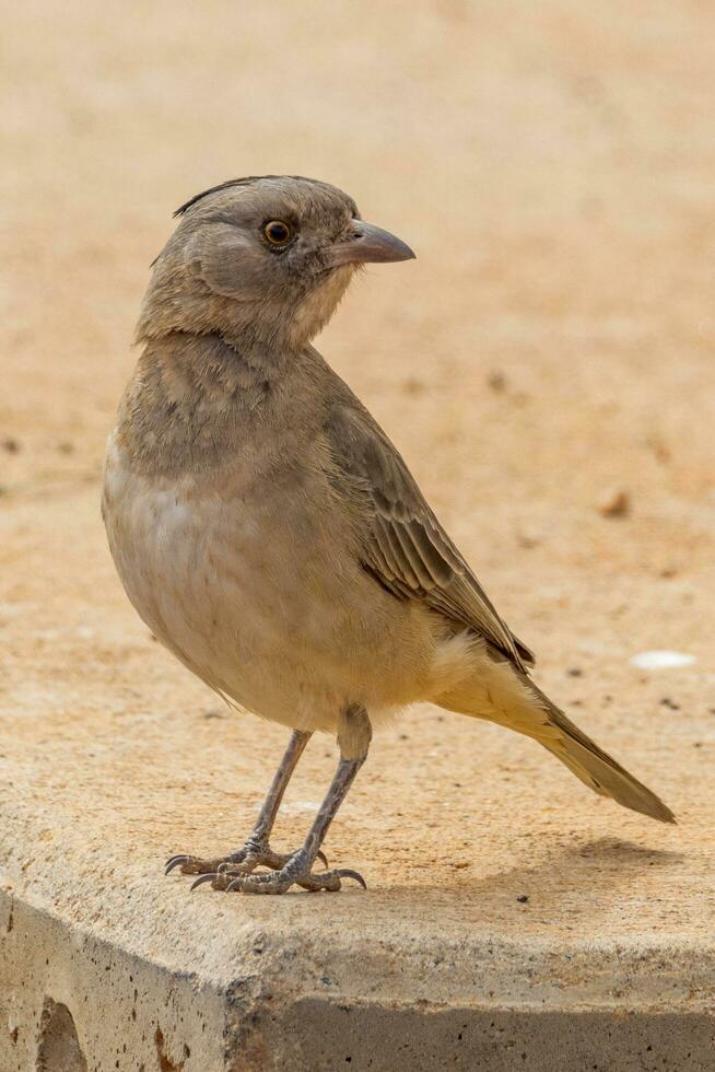 Crested Bellbird in Australia photo