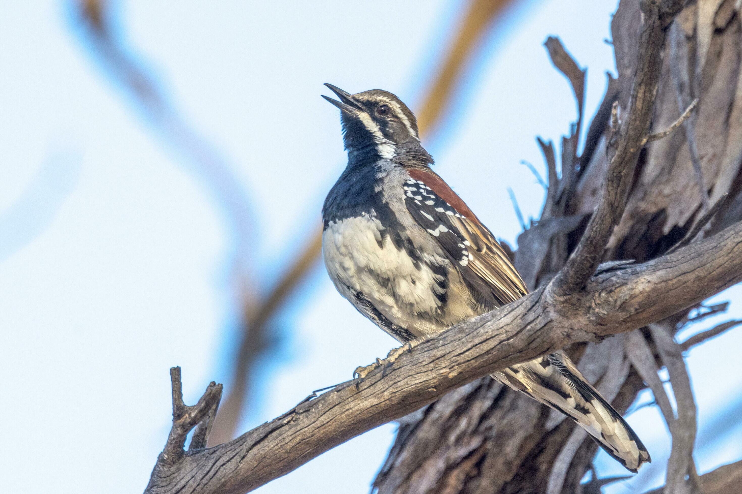 Copperbacked Quail Thrush 25925340 Stock Photo at Vecteezy