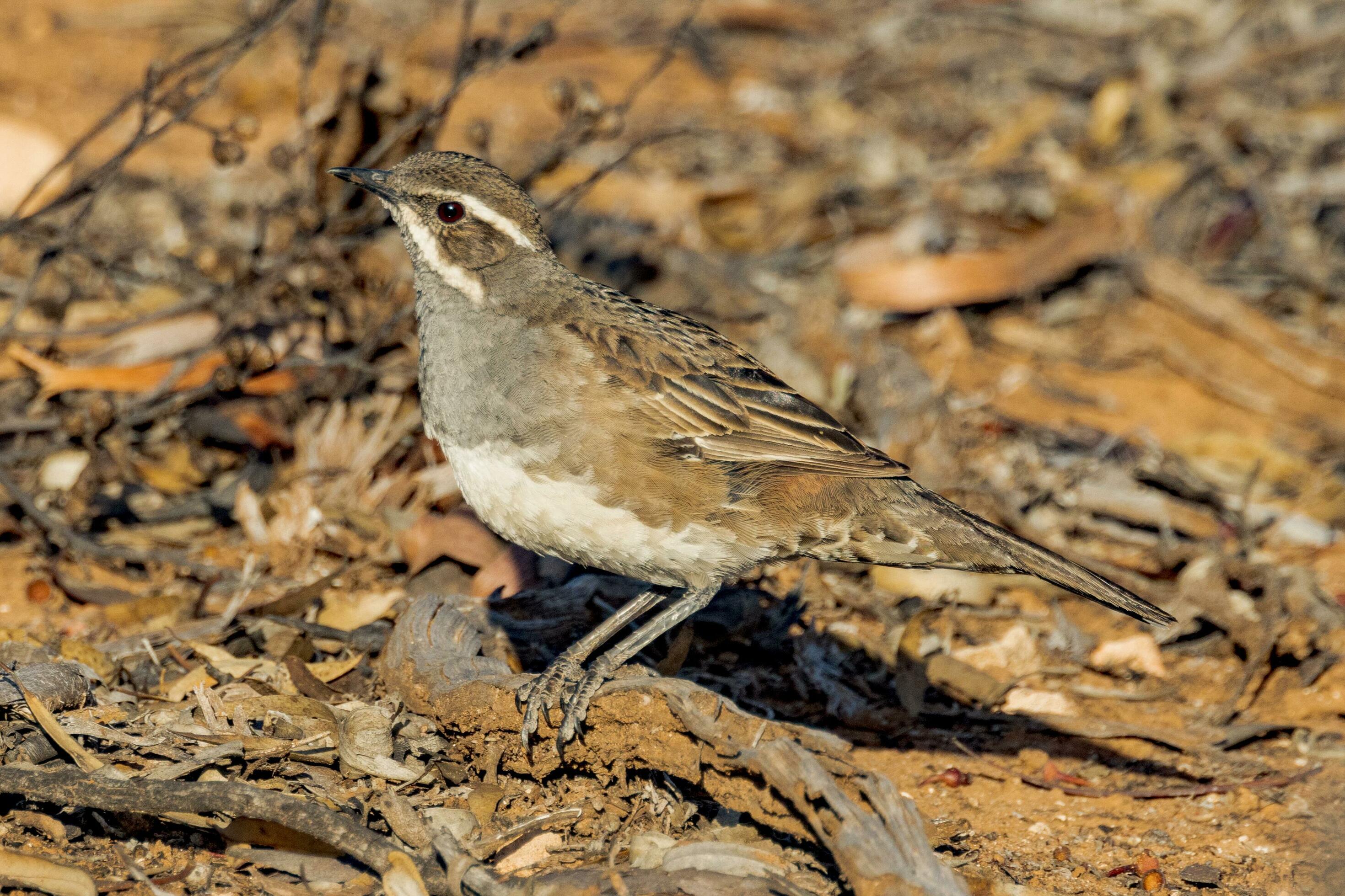 Copperbacked Quail Thrush 25925341 Stock Photo at Vecteezy