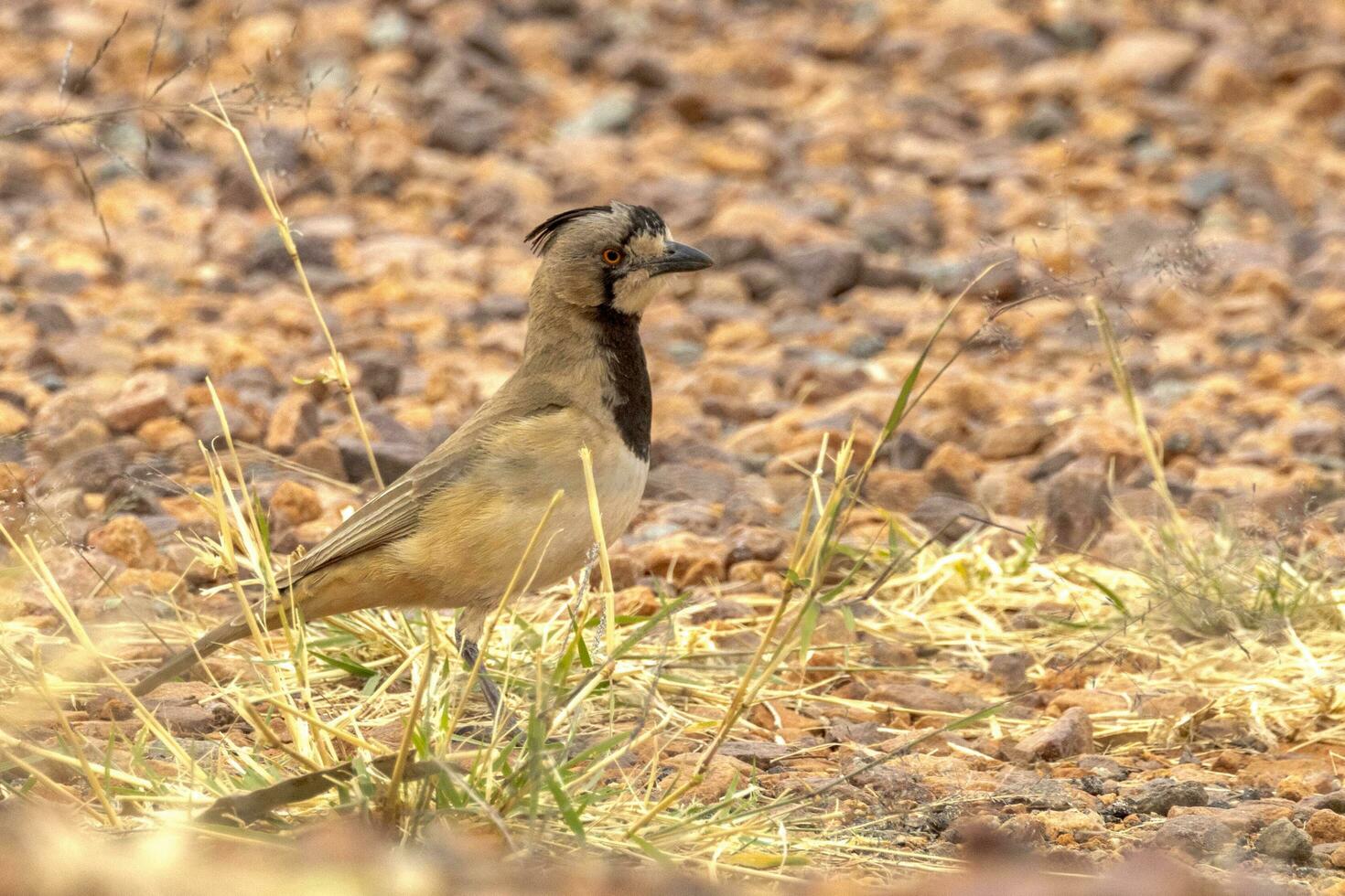 Crested Bellbird in Australia photo