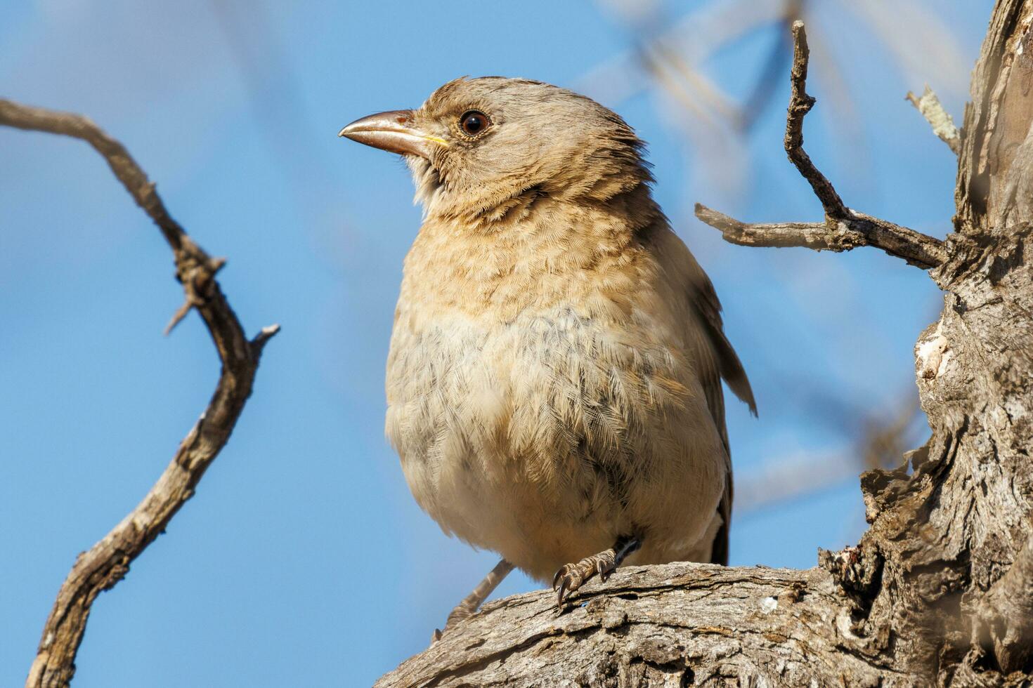 Crested Bellbird in Australia photo