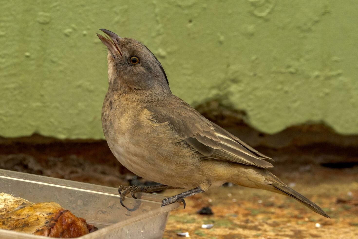 Crested Bellbird in Australia photo