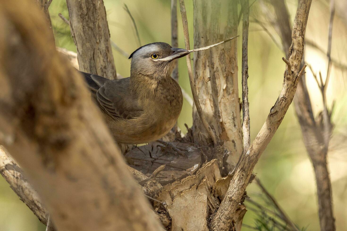 Crested Bellbird in Australia photo