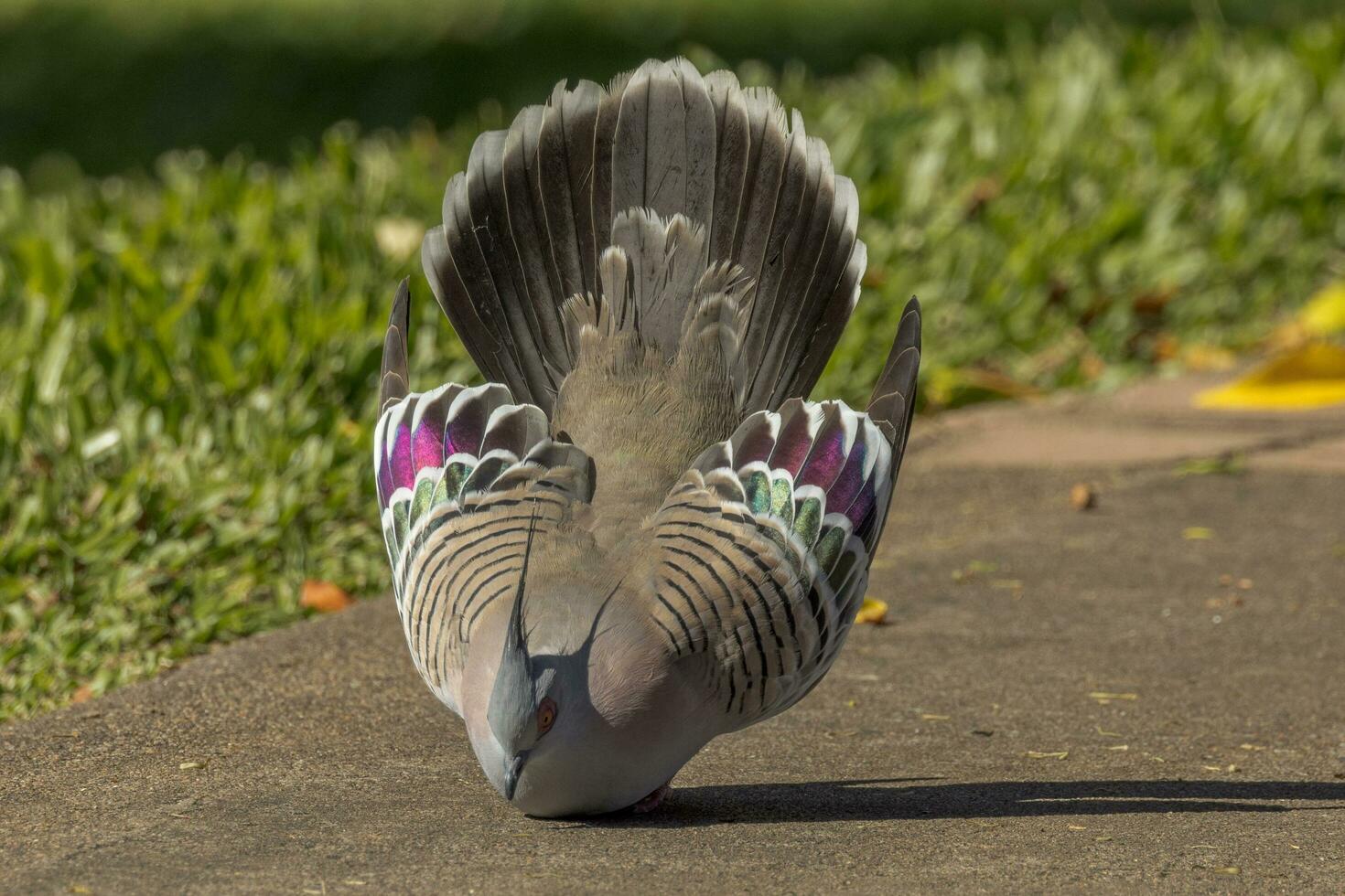 Crested Pigeon in Australia photo