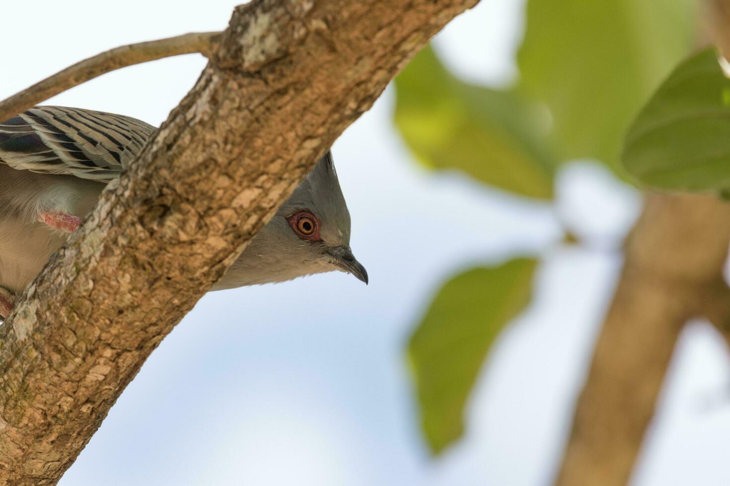 Crested Pigeon in Australia photo