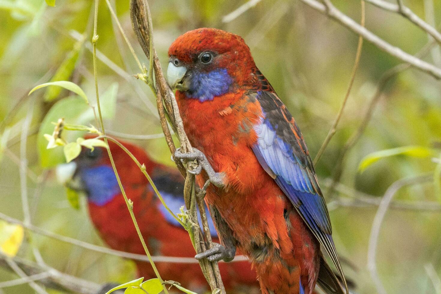 Crimson Rosella in Australia photo