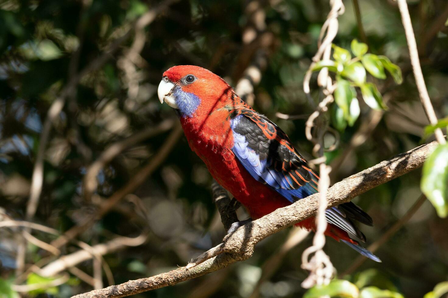 Crimson Rosella in Australia photo
